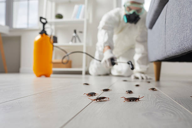 Affordable Termite Control solutions in Dayton, OH